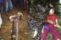 Rợn người trăn khổng lồ tấn công dữ, nuốt sống người phụ nữ