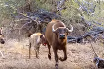Linh cẩu hung dữ truy sát trâu rừng gần nhà nghỉ