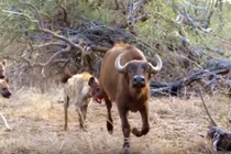 Linh cẩu hung dữ truy sát trâu rừng gần nhà nghỉ