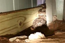 Sửa dây cáp truyền hình, phát hiện chuyện hãi hùng trong nhà 