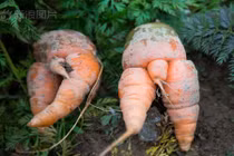 Chết thẹn với củ cà rốt mọc “chân giữa” nhạy cảm 
