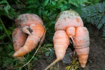 Chết thẹn với củ cà rốt mọc “chân giữa” nhạy cảm 