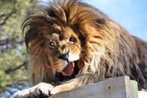 Những khoảnh khắc khiến động vật dễ thương ngượng "chín mặt"