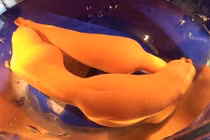 Ảnh “độc” loài sâu mũm mĩm, trông giống “của quý” gây đỏ mặt 