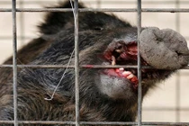 Số phận bi thảm của lợn rừng đột biến do nhiễm phóng xạ 