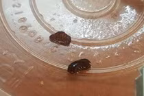 Ăn hết bát soup có vật lạ, lên mạng hỏi và cái kết đắng 