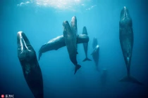 Khó tin cá voi tinh trùng ngủ đứng độc đáo dưới biển sâu 