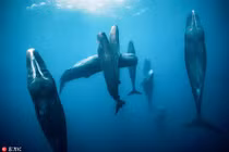 Khó tin cá voi tinh trùng ngủ đứng độc đáo dưới biển sâu 