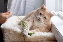 Hành trình giảm cân của mèo béo ú truyền cảm hứng