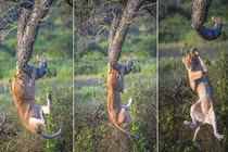 Chết cười màn nhào lộn của sư tử con vụng về