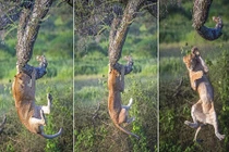 Chết cười màn nhào lộn của sư tử con vụng về