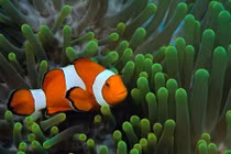 Kinh ngạc cuộc sống lưỡng tính kỳ quặc của cá hề 