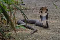 Nghịch dại đem rắn hổ mang livestream, thanh niên trả giá đắt 