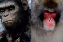 Những con khỉ đột biến gây sốc nhất