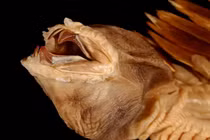 Kinh hãi loài sâu biển cực lạ hệt như quái vật ngoài hành tinh