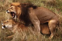 Sức mạnh của mùi hương đối với chuyện “yêu” của động vật