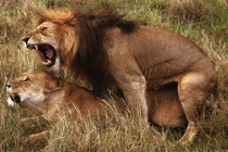 Sức mạnh của mùi hương đối với chuyện “yêu” của động vật