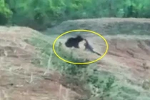 Tài xế taxi chết thảm, chỉ vì gắng... "tự sướng" với gấu