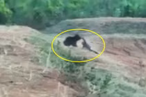 Tài xế taxi chết thảm, chỉ vì gắng... "tự sướng" với gấu