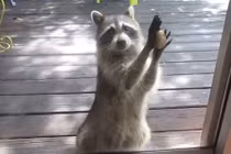 Đáng yêu gấu mèo mẹ gõ cửa xin thức ăn cho con