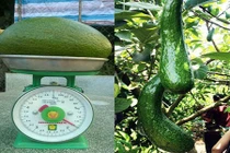 Kỳ lạ quả bơ Việt: To đùng như lợn con, nhỏ dị như ngón tay