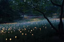 Lạ: Khung cảnh thần tiên đẹp lộng lẫy từ những bóng đèn 