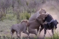 Kinh hoàng cảnh trâu rừng bị cả đàn sư tử xé xác