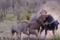 Kinh hoàng cảnh trâu rừng bị cả đàn sư tử xé xác