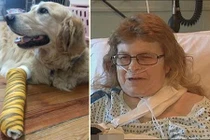 Cảm phục chú chó dũng cảm xả thân bảo vệ chủ mù