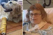 Cảm phục chú chó dũng cảm xả thân bảo vệ chủ mù