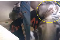 Bị bạn gái "đá", chàng trai lên kế, làm điều kinh hoàng với thú cưng...