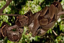 Những động vật di cư đang khiến nước Mỹ lâm nguy