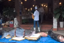 Cận cảnh 4 con cá siêu khủng vừa “bơi” về Sài Gòn