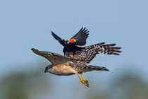 Độc lạ chim két cánh đỏ cưỡi diều hâu bay liệng 