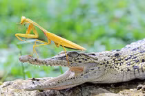 Xem cảnh võ sư bọ ngựa trổ tài khống chế cá sấu 