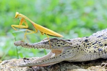 Xem cảnh võ sư bọ ngựa trổ tài khống chế cá sấu 