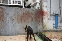 Chuyện lạ hôm nay: Bức tường đầy máu và sự thật ám ảnh