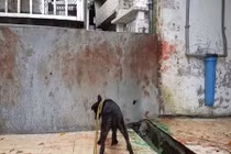 Chuyện lạ hôm nay: Bức tường đầy máu và sự thật ám ảnh