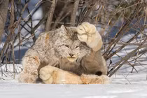 12 loài mèo quý hiếm ít ai biết chúng tồn tại