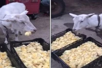 "Bộ mặt" đáng sợ của dê trắng khiến ai cũng sốc nặng