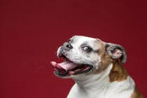 101 biểu hiện của những con chó đáng yêu ăn bơ lạc 