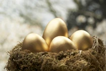 Chim khổng tước đẻ trứng vàng siêu quý hiếm... sự thật ngã ngửa