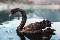 Lừa tình xong, thiên nga đen giở bộ mặt thật sở khanh