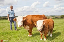 "Chết mê" bò mini quý hiếm, trông lũn cũn siêu đáng yêu