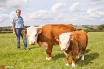 "Chết mê" bò mini quý hiếm, trông lũn cũn siêu đáng yêu