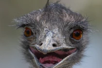 Phát hiện mình được chụp ảnh, đà điểu làm điều thú vị