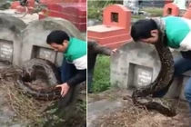 Những vụ bắt được trăn khổng lồ chấn động ở Việt Nam 