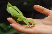 Kinh dị những chiêu phòng vệ bá đạo của côn trùng (2)