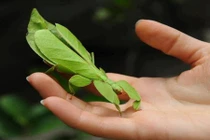 Kinh dị những chiêu phòng vệ bá đạo của côn trùng (2)