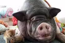 TQ: Chủ phải chuyển nhà 6 lần vì lợn cưng ngủ ngáy